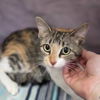 Lisbeth -  Domestic Short Hair Cat for Adoption in Westland, Michigan - Lisbeth | PetCurious