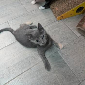 Julep -  Domestic Short Hair Cat for Adoption in Port Richey, Florida - Julep | PetCurious