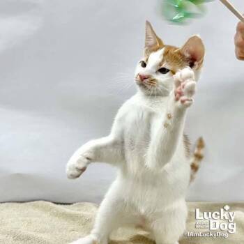 Domestic Short Hair Cats Available for Adoption in Washington, District Of Columbia - Owen | PetCurious