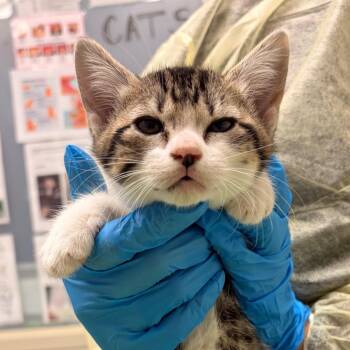 Tostada -  Domestic Short Hair Cat for Adoption in Murray, Utah - Tostada | PetCurious