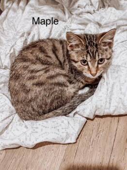 Maple -  Domestic Short Hair Cat for Adoption in Murfreesboro, Tennessee - Maple | PetCurious
