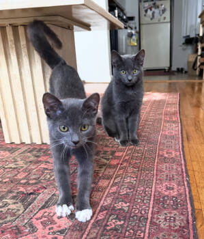 Rescue Domestic Short Hair Cats for Adoption - Finch & Starling | PetCurious