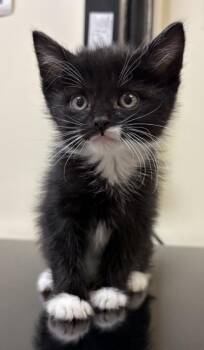Flying Fish -  Domestic Short Hair Cat for Adoption in West Chester, Pennsylvania - Flying Fish | PetCurious