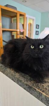 Domestic Long Hair Cats Available for Adoption in Athens, Ohio - Jet | PetCurious