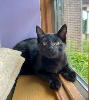 Rescue Domestic Short Hair Cats for Adoption in Ann Arbor, Michigan - Donatello | PetCurious