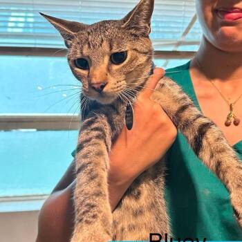 Bluey -  Domestic Short Hair Cat for Adoption in Tampa, Florida - Bluey | PetCurious