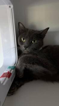 26-539 -  Russian Blue and Domestic Short Hair Cat for Adoption in Barnesville, Georgia - 26-539 | PetCurious