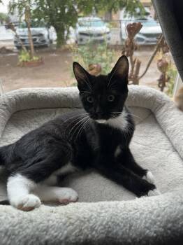 Panda -  Domestic Short Hair Cat for Adoption in Lancaster, California - Panda | PetCurious