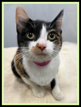 ELARA -  Domestic Short Hair Cat for Adoption in Peoria, Illinois - ELARA | PetCurious