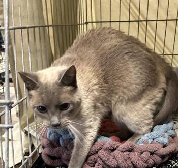 Marlowe -  Siamese and Tonkinese Cat for Adoption in Portland, Indiana - Marlowe | PetCurious