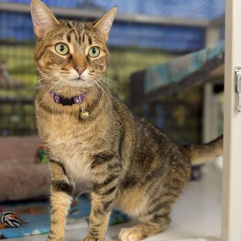 Rescue Domestic Short Hair and Tabby Cats for Adoption in Washington, Iowa - Firecracker Aka Mila - Love Bug | PetCurious