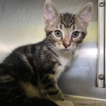 Randy Rooster -  Domestic Short Hair Cat for Adoption in Dayton, Ohio - Randy Rooster | PetCurious