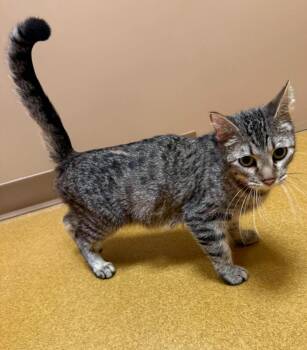 Domestic Short Hair Cats Available for Adoption in Maryville, Missouri - Mercedes | PetCurious