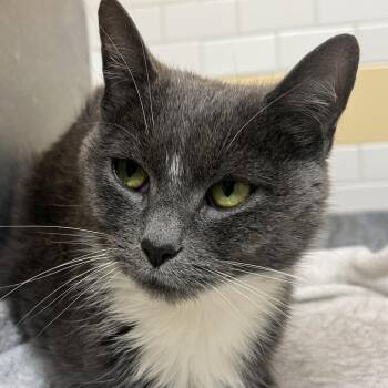 Angel and Tigress -  Domestic Short Hair Cat for Adoption in Pittsburgh, Pennsylvania - Angel And Tigress | PetCurious