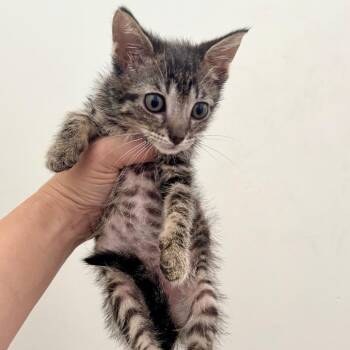 Macarena -  Domestic Short Hair Cat for Adoption in Evanston, Illinois - Macarena | PetCurious
