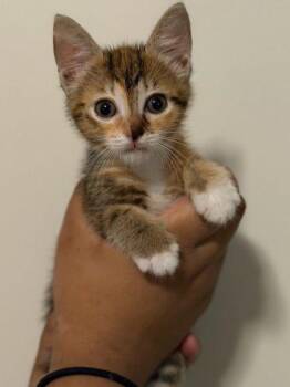 Domestic Medium Hair and Domestic Short Hair Cats Available for Adoption in Honolulu, Hawaii - Lehua | PetCurious