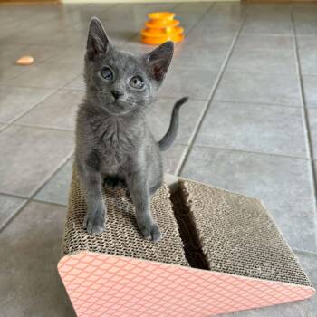 Dewberry -  Domestic Short Hair Cat for Adoption in Martinsville, Indiana - Dewberry | PetCurious
