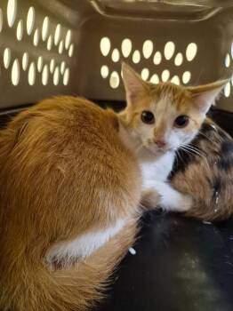 KATNISS -  Domestic Short Hair Cat for Adoption in Crossville, Tennessee - KATNISS | PetCurious