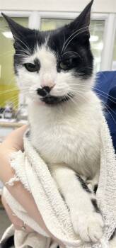 Rescue Domestic Short Hair Cats for Adoption - MRS. PIRA | PetCurious