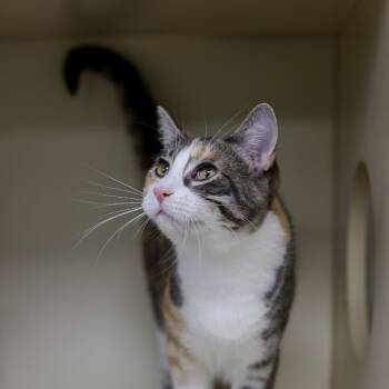Greta -  Domestic Short Hair Cat for Adoption in Los Angeles, California - Greta | PetCurious