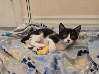 Domestic Short Hair Cats Available for Adoption in Camarillo, California - FRECKLES | PetCurious