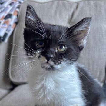 Orca -  Domestic Medium Hair Cat for Adoption in Sonora, California - Orca | PetCurious