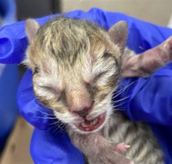 Domestic Short Hair Cats Available for Adoption in Dallas, Texas - GOLD | PetCurious