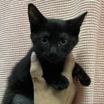 Domestic Short Hair Cats Available for Adoption in Sonoma, California - Kiki | PetCurious