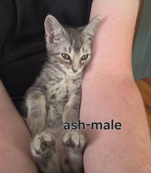 Ash -  Tabby Cat for Adoption in Wyandotte, Michigan - Ash | PetCurious