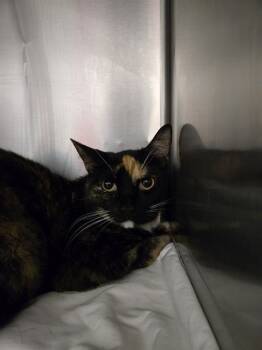 Rescue Domestic Short Hair Cats for Adoption in Jacksonville, Florida - MILKY WAY | PetCurious