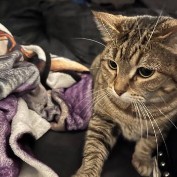 Bear -  Manx Cat for Adoption in Rochester, Minnesota - Bear | PetCurious