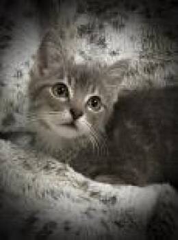 Rescue Domestic Short Hair Cats for Adoption in Allegan, Michigan - Kalika | PetCurious