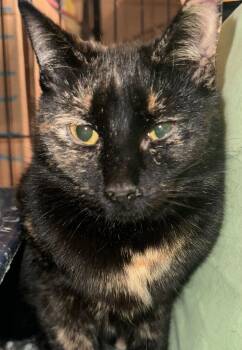 Domestic Short Hair Cats Available for Adoption - Emberly | PetCurious