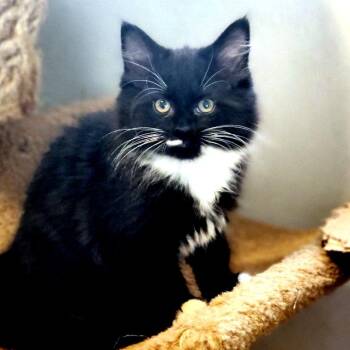 Cary Grant -  Domestic Long Hair Cat for Adoption - Cary Grant | PetCurious