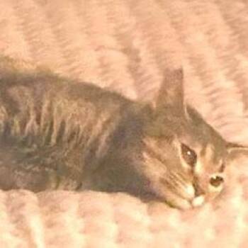 Rescue Domestic Short Hair Cats for Adoption in West Warwick, Rhode Island - Cindy Lu | PetCurious