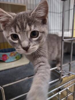 LING -  Domestic Short Hair Cat Available for Adoption in Easton, Maryland - LING | PetCurious