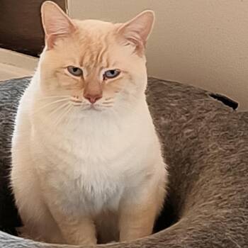 Domestic Short Hair and Siamese Cats Available for Adoption in Abingdon, Maryland - 0126-30 Poe | PetCurious