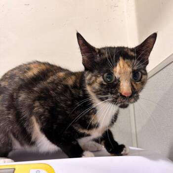 California ( Cali ) -  Domestic Short Hair Cat Available for Adoption in Tampa, Florida - California ( Cali ) | PetCurious
