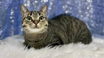 Tobi -  Domestic Short Hair Cat Available for Adoption in Clarkesville, Georgia - Tobi | PetCurious