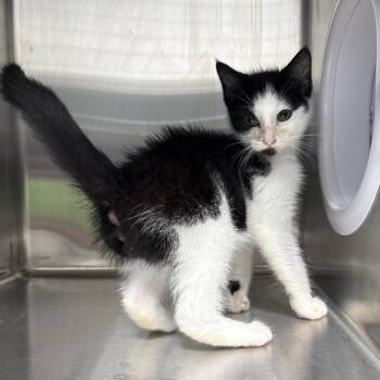 Vargas -  Domestic Short Hair Cat for Adoption in Morganton, North Carolina - Vargas | PetCurious
