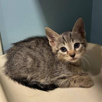 Cruise -  Domestic Short Hair Cat for Adoption in Chattanooga, Tennessee - Cruise | PetCurious