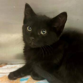 Half Dollar -  Domestic Short Hair Cat for Adoption in Walnut Creek, California - Half Dollar | PetCurious