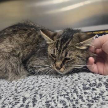 Razzle Dazzle -  Domestic Medium Hair and Domestic Short Hair Cat for Adoption in Westland, Michigan - Razzle Dazzle | PetCurious