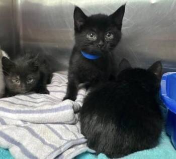 Domestic Short Hair Cats Available for Adoption in Hobart, Indiana - Half Dollar | PetCurious