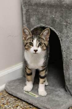 Corn Flake -  Domestic Short Hair Cat for Adoption in Fairhope, Alabama - Corn Flake | PetCurious