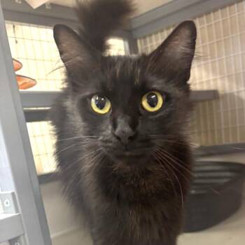 Sugar -  Domestic Long Hair Cat for Adoption in Medford, Oregon - Sugar | PetCurious