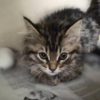 Domestic Short Hair Cats Available for Adoption in Sacramento, California - Pearl | PetCurious