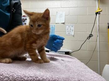 Nemo -  Domestic Short Hair Cat for Adoption in Westland, Michigan - Nemo | PetCurious