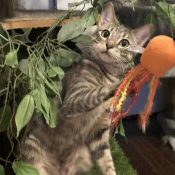 Domestic Short Hair Cats Available for Adoption in Los Angeles, California - Hope | PetCurious