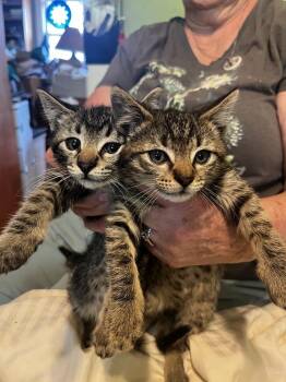 Desi -  Domestic Short Hair Cat for Adoption in Boone, Colorado - Desi | PetCurious